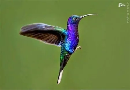 تکنیک پرواز معکوس